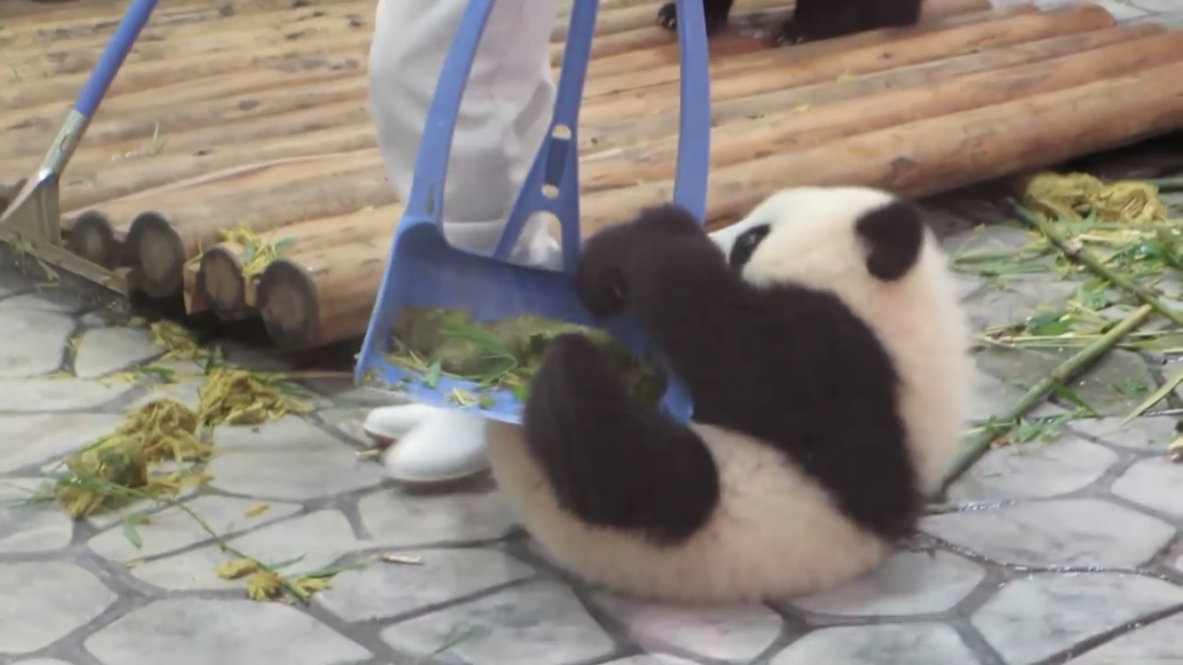 保存したら負け！きゃわい〜動物の画像！
