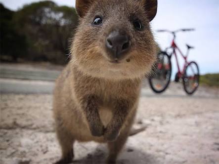 保存したら負け！きゃわい〜動物の画像！