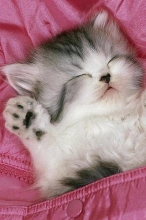 保存したら負け！きゃわい〜動物の画像！