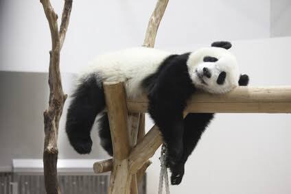 保存したら負け！きゃわい〜動物の画像！