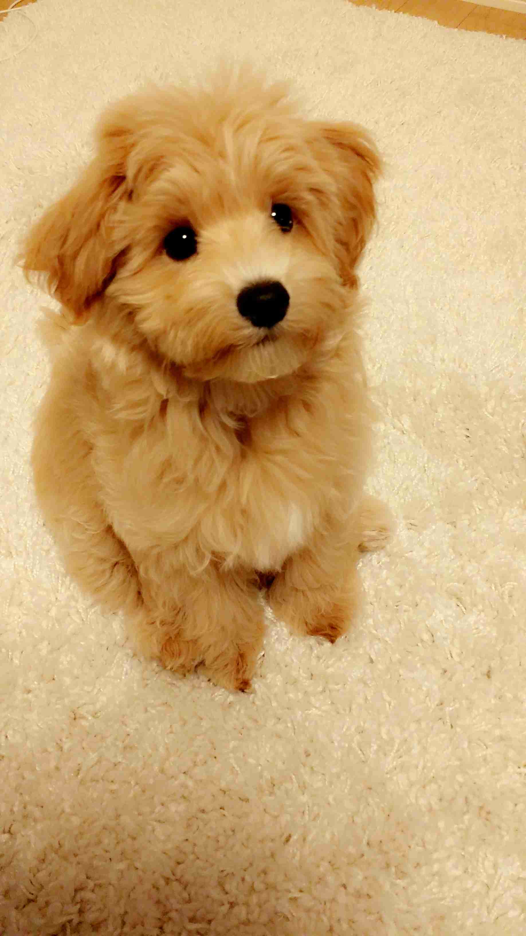 保存したら負け！きゃわい〜動物の画像！