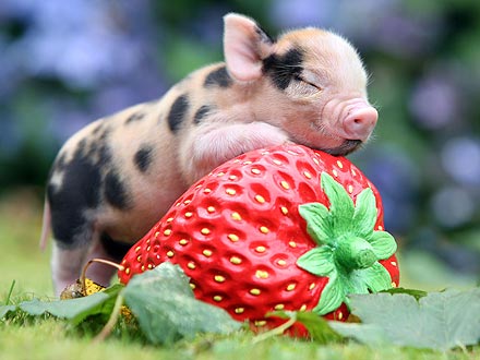 保存したら負け！きゃわい〜動物の画像！