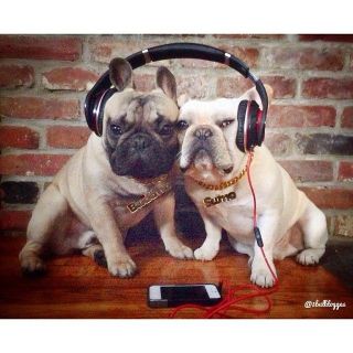 保存したら負け！きゃわい〜動物の画像！