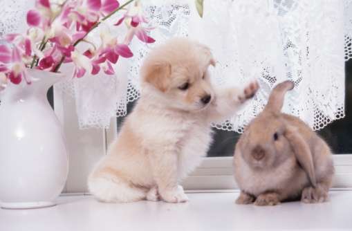 保存したら負け！きゃわい〜動物の画像！