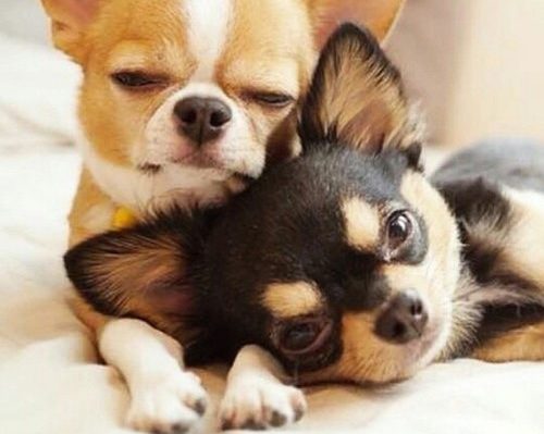 保存したら負け！きゃわい〜動物の画像！