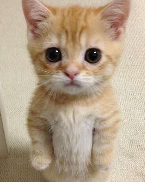 みんなでバーベキューしましょう!