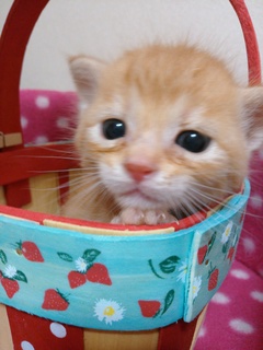 猫好きのための雑談