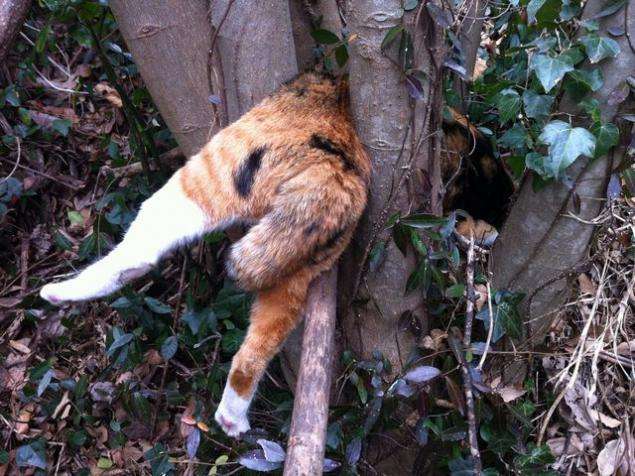 猫好きのための雑談