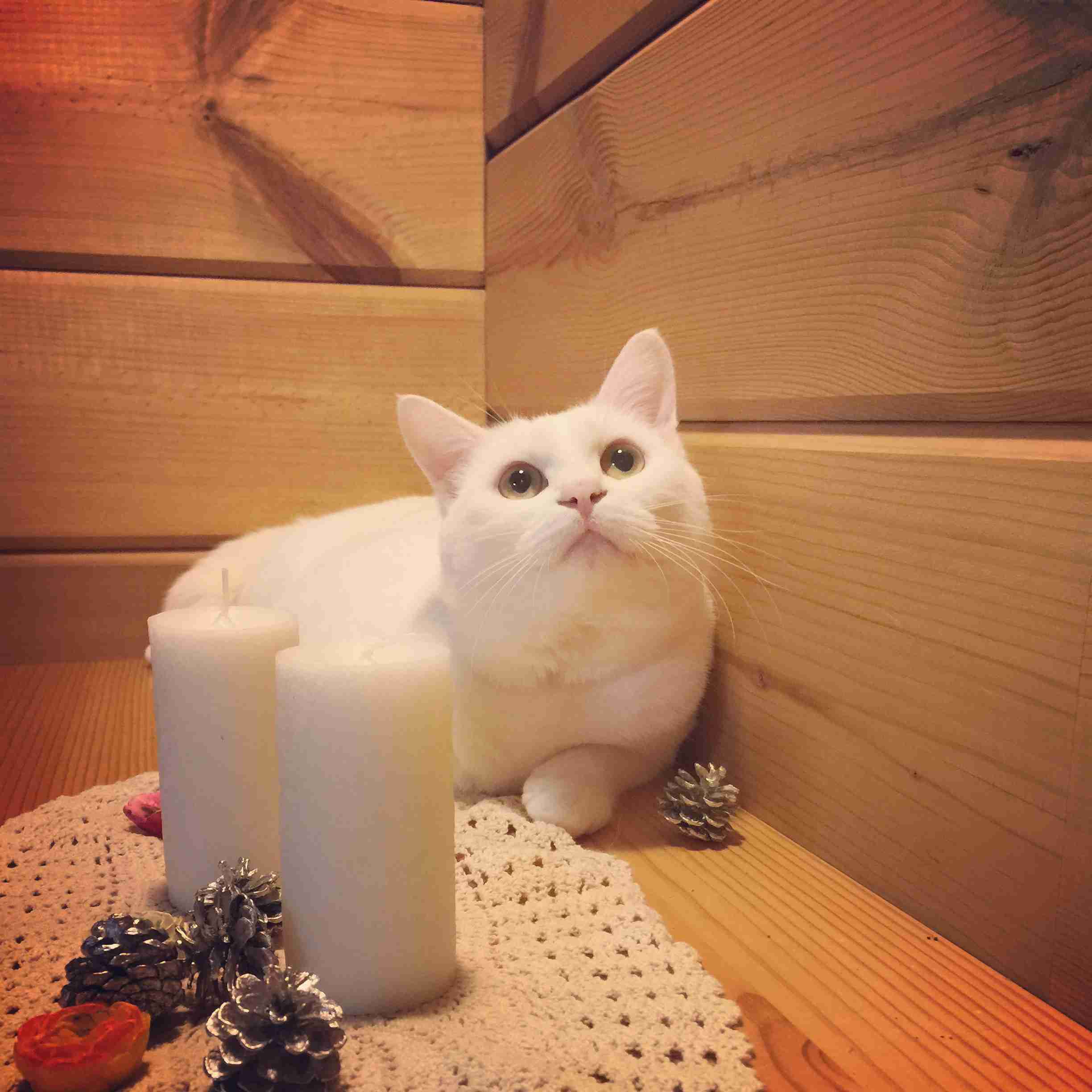 猫好きのための雑談