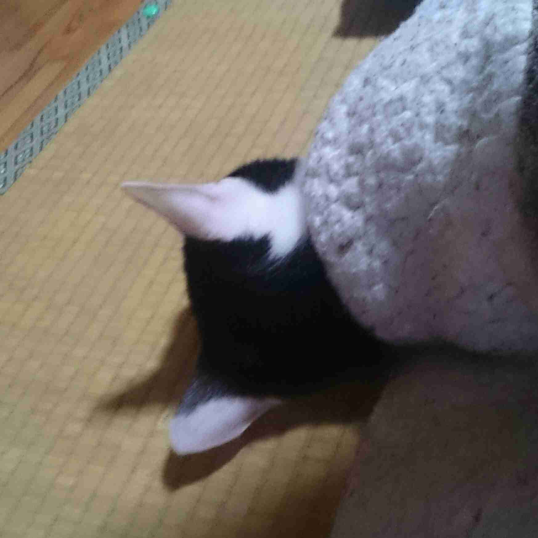 猫好きのための雑談
