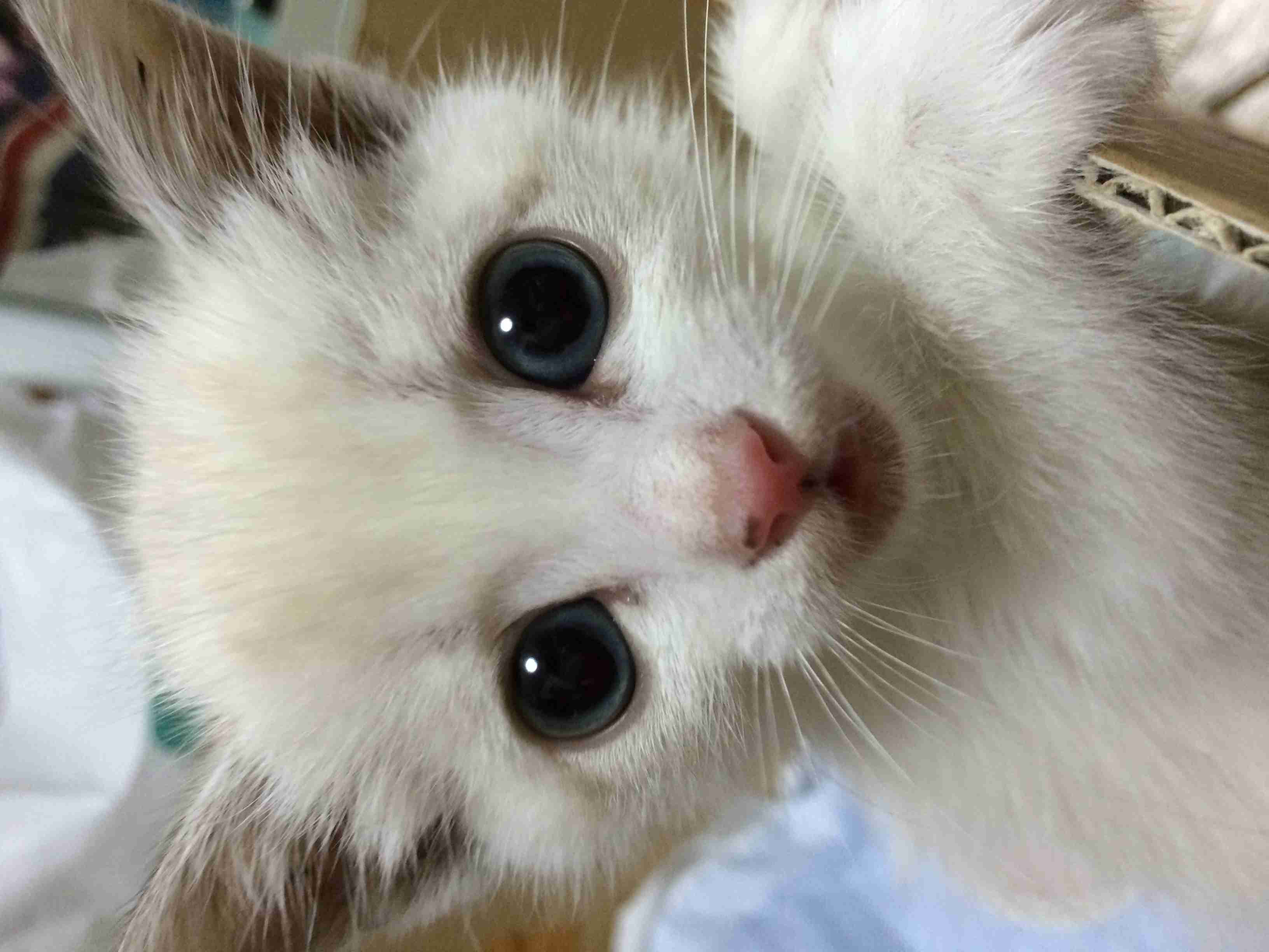 猫好きのための雑談