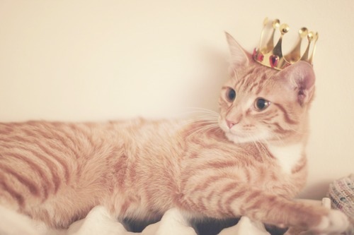 猫好きのための雑談