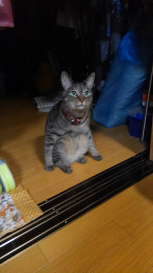 猫好きのための雑談