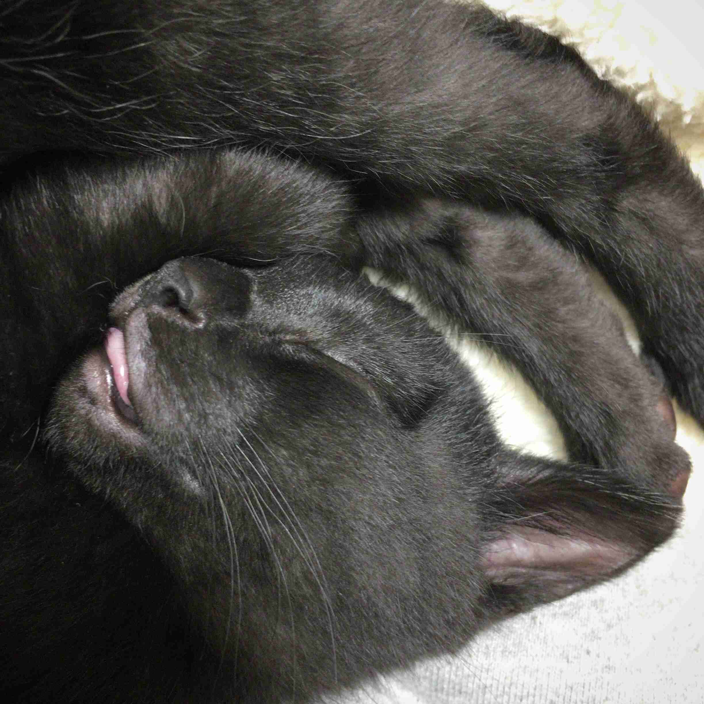 猫好きのための雑談
