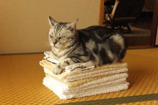 猫好きのための雑談