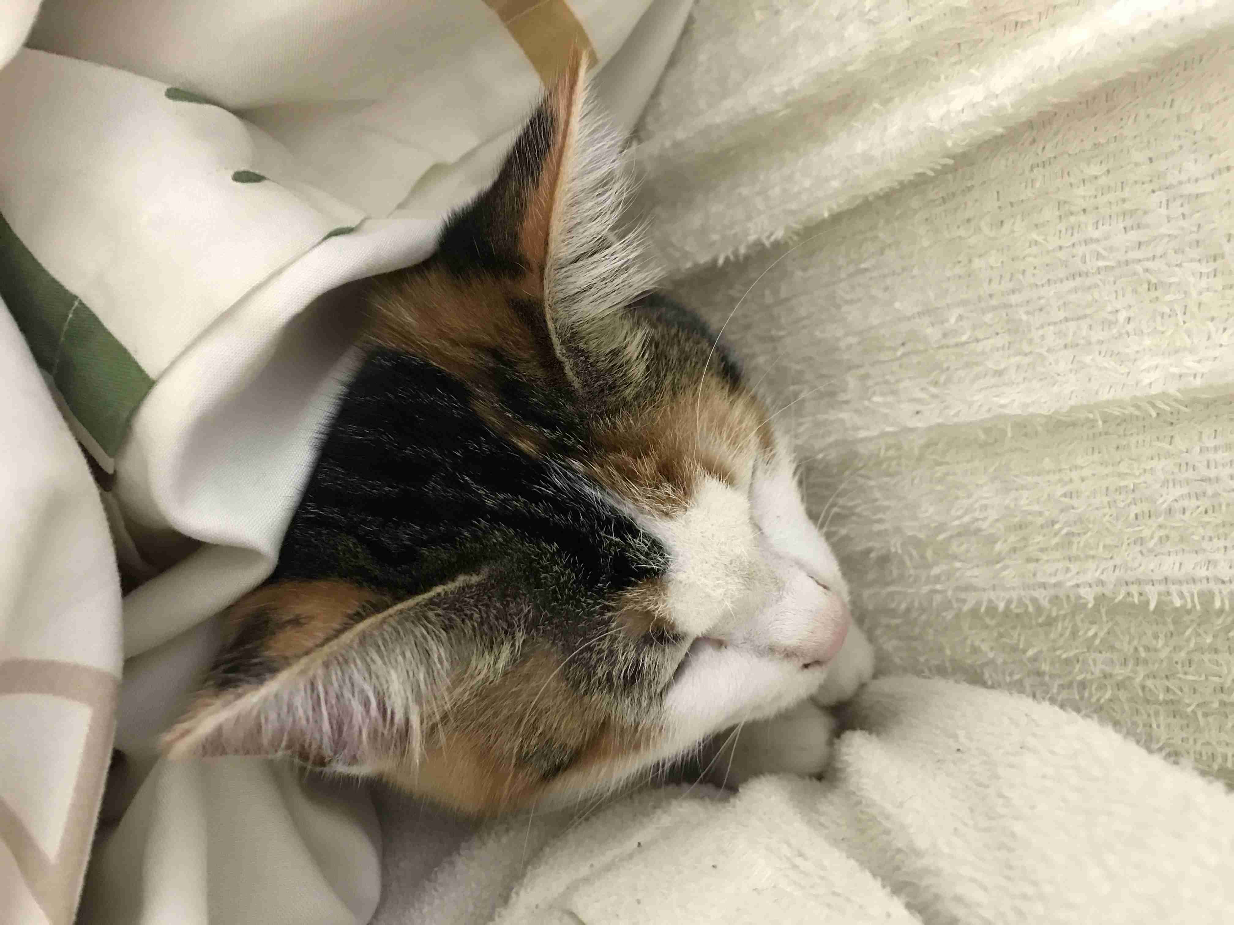 猫好きのための雑談