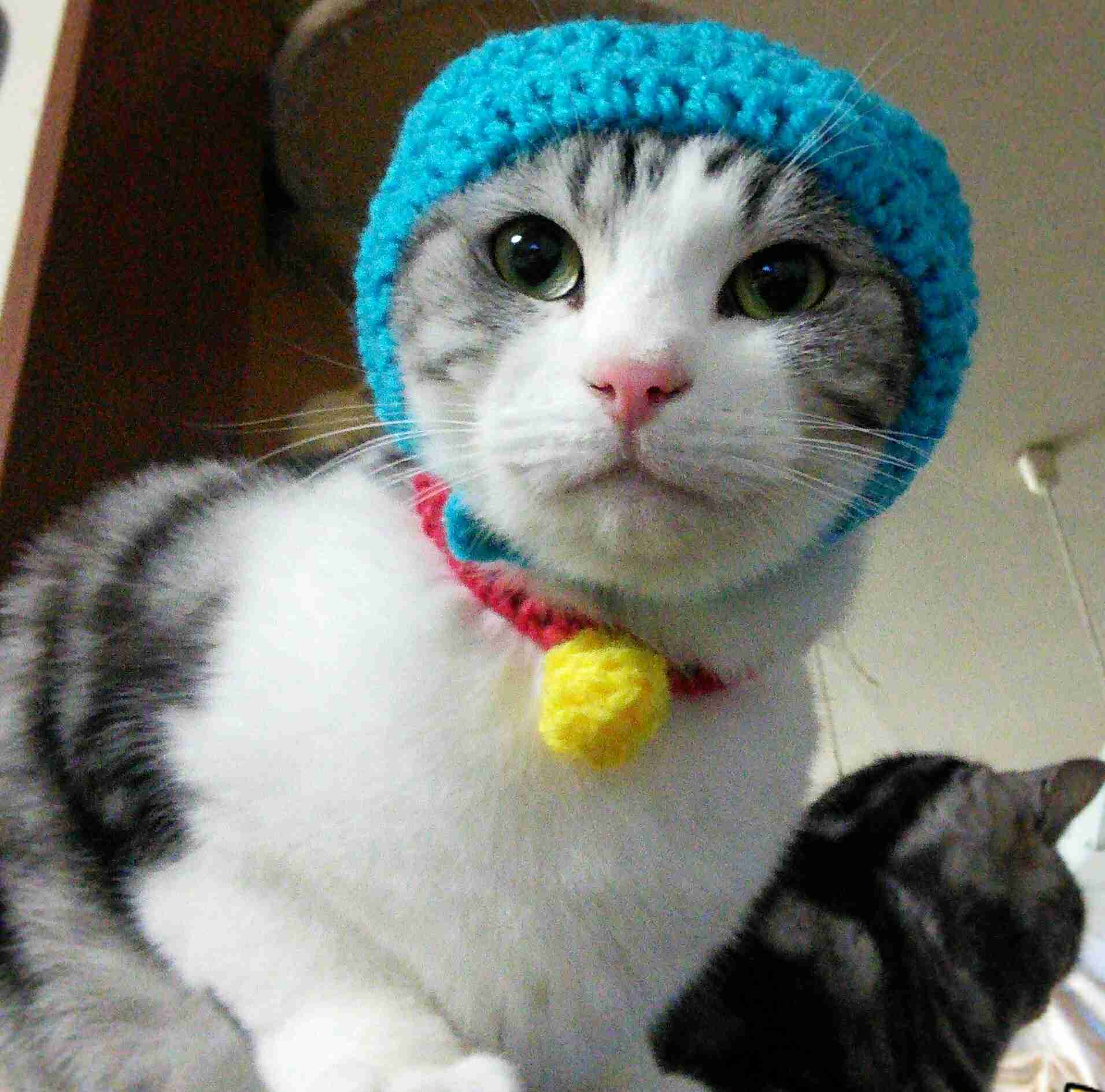 猫好きのための雑談