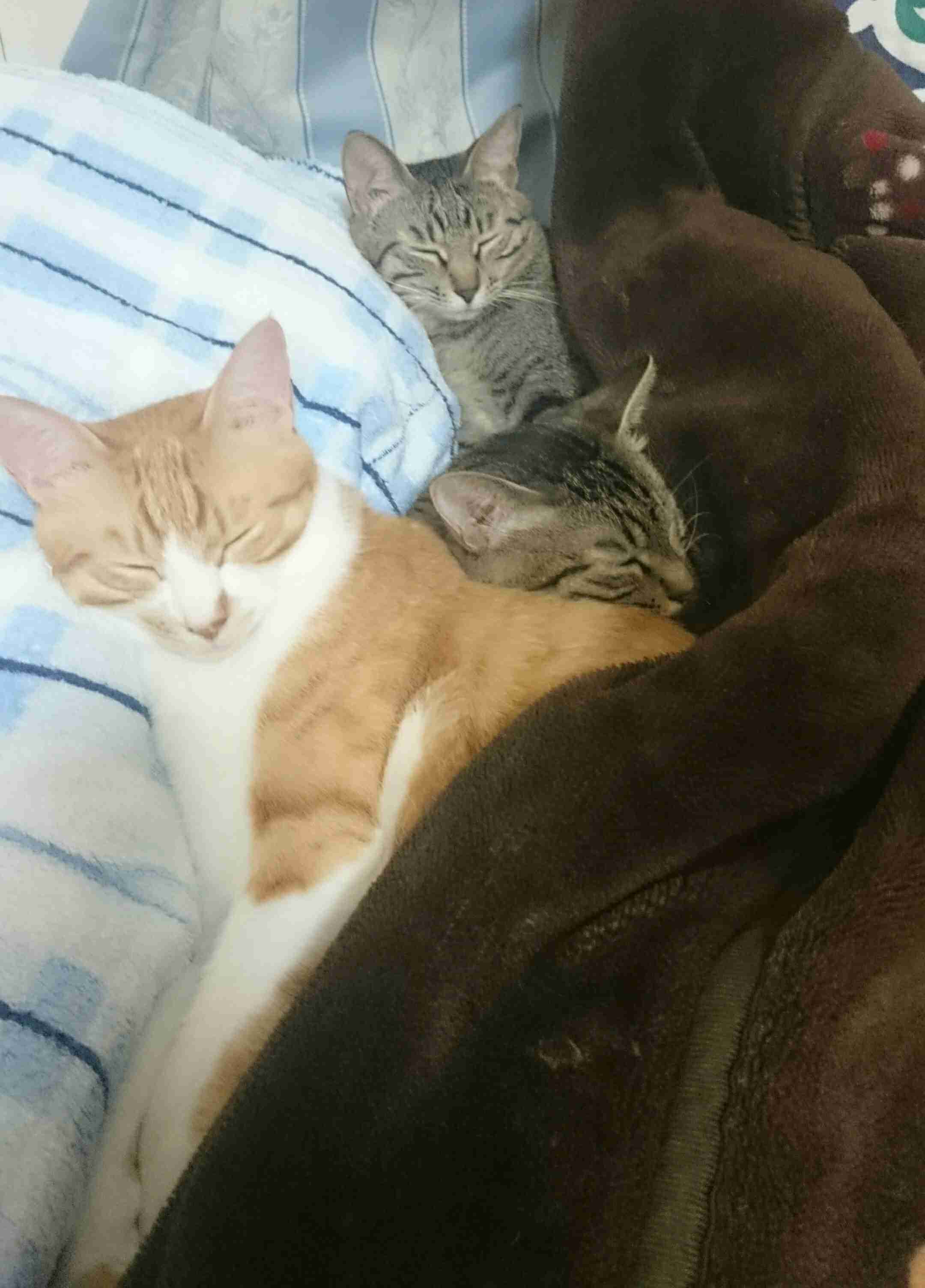猫好きのための雑談