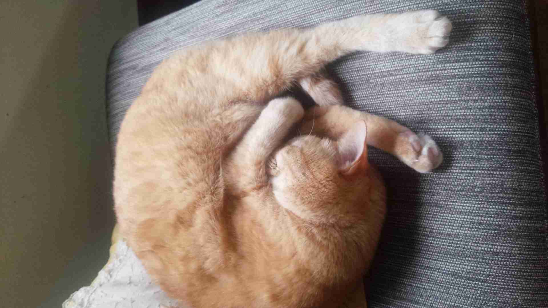 猫好きのための雑談