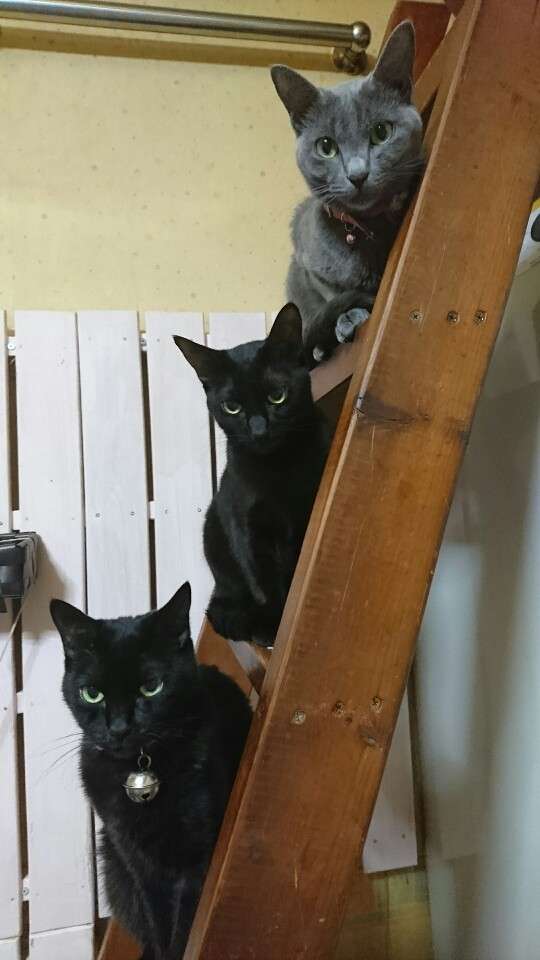 猫好きのための雑談