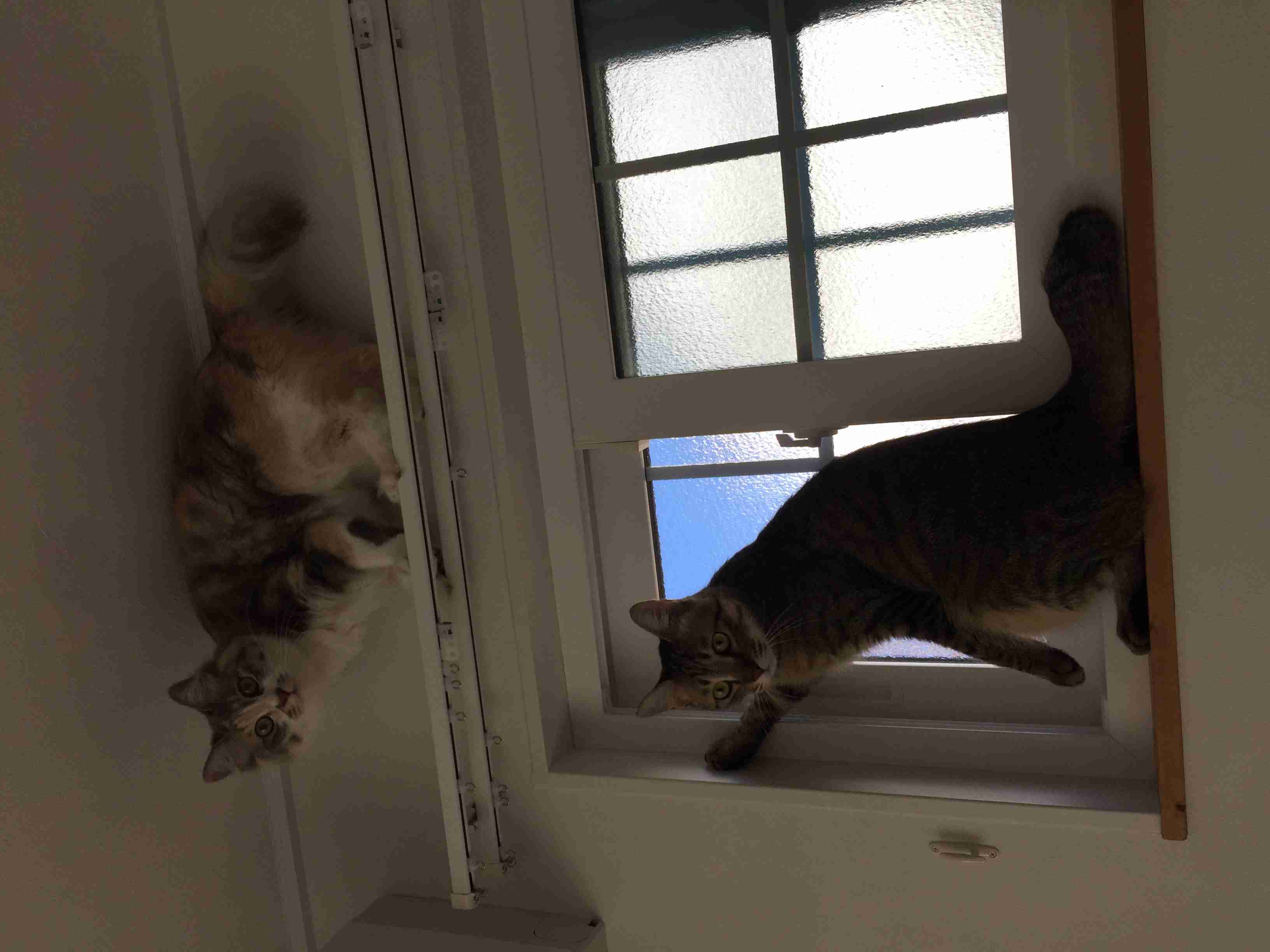 猫好きのための雑談