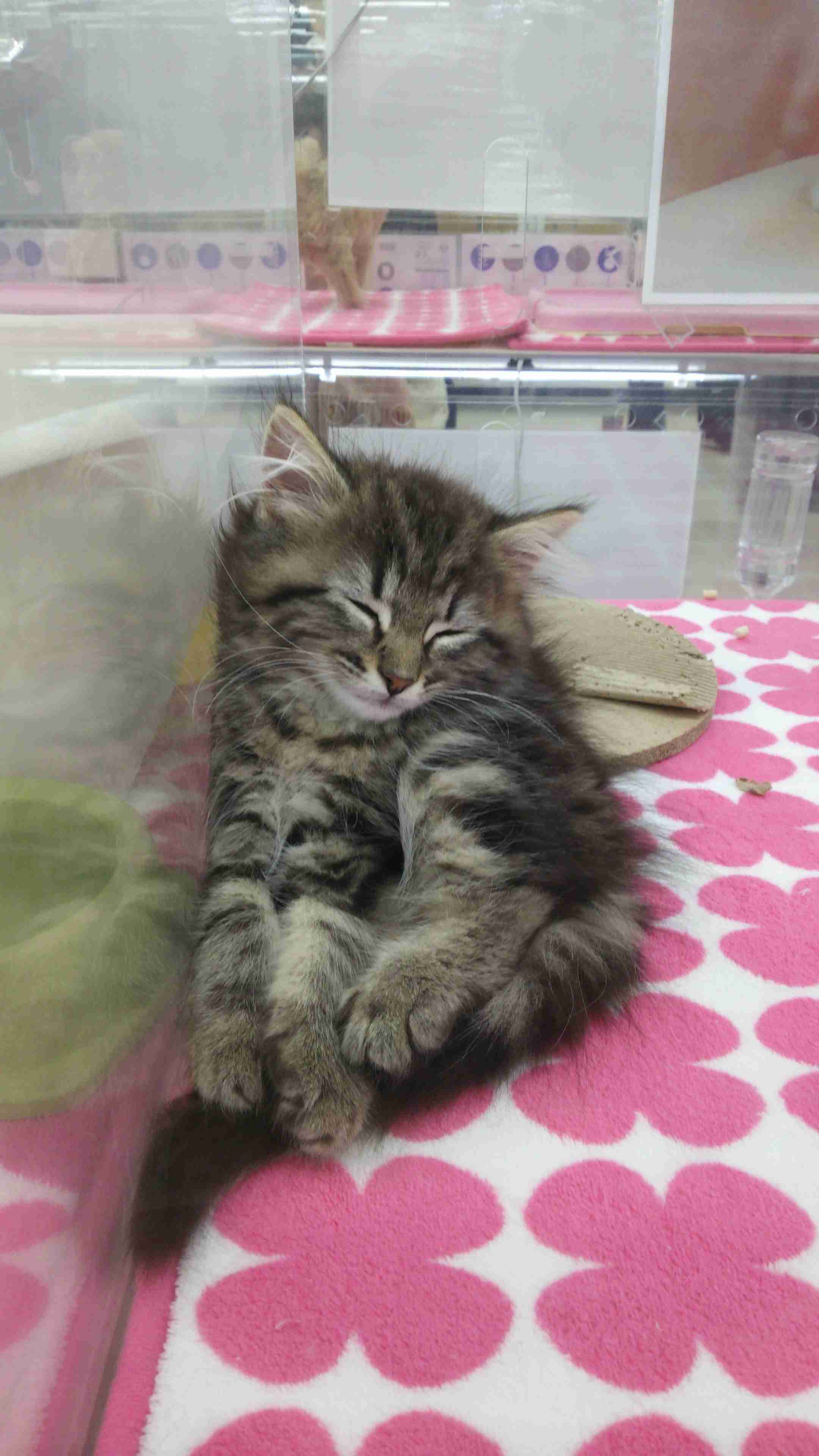 猫好きのための雑談