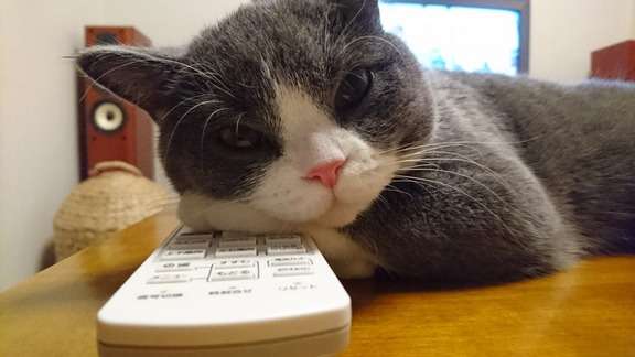 猫好きのための雑談