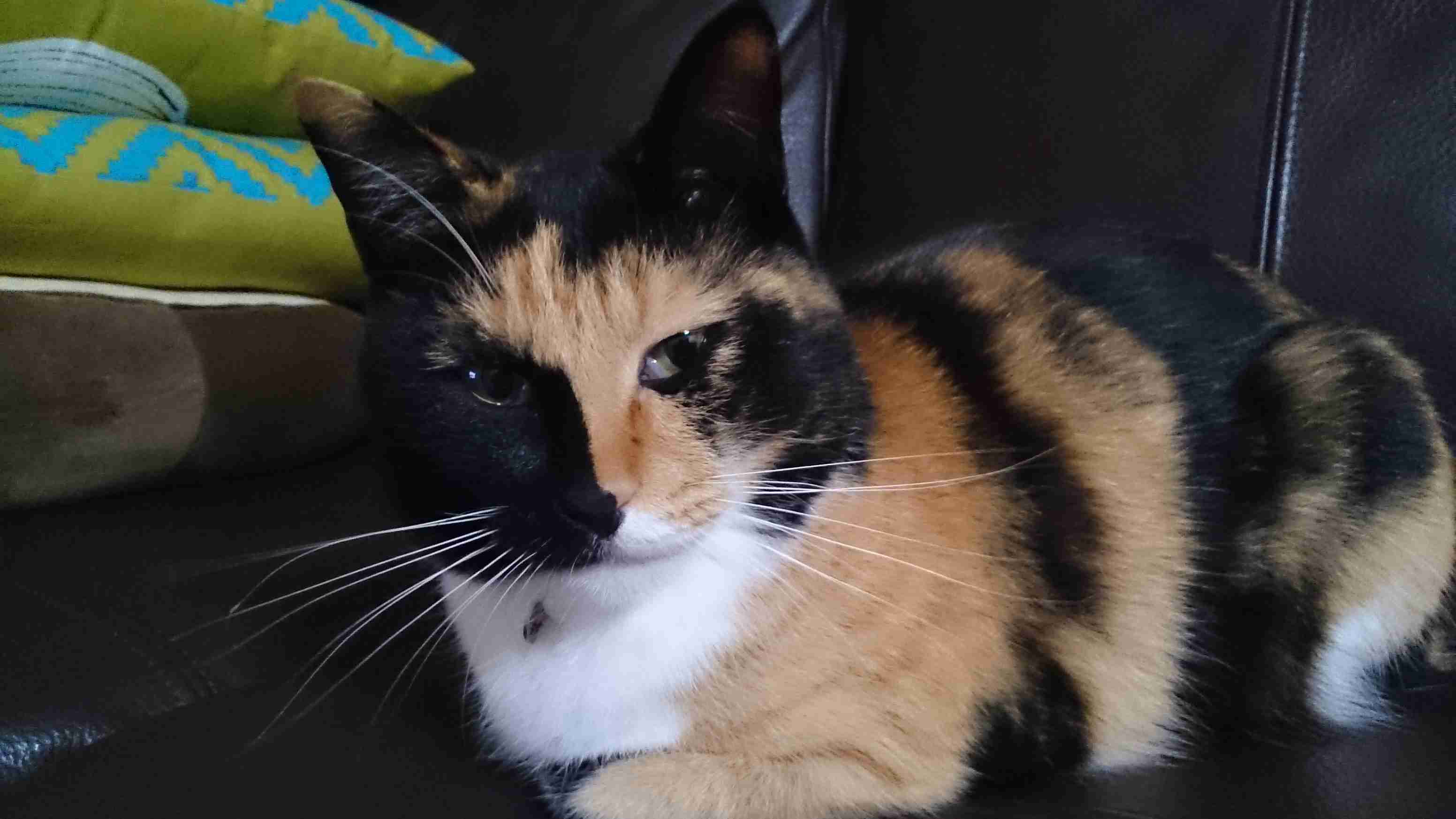 猫好きのための雑談