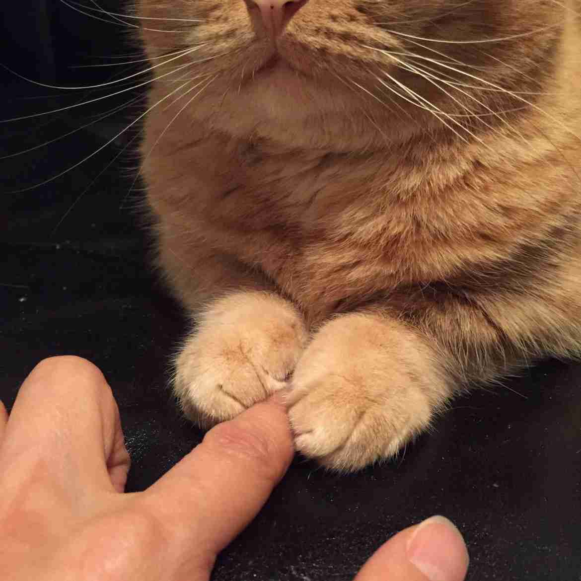 猫好きのための雑談