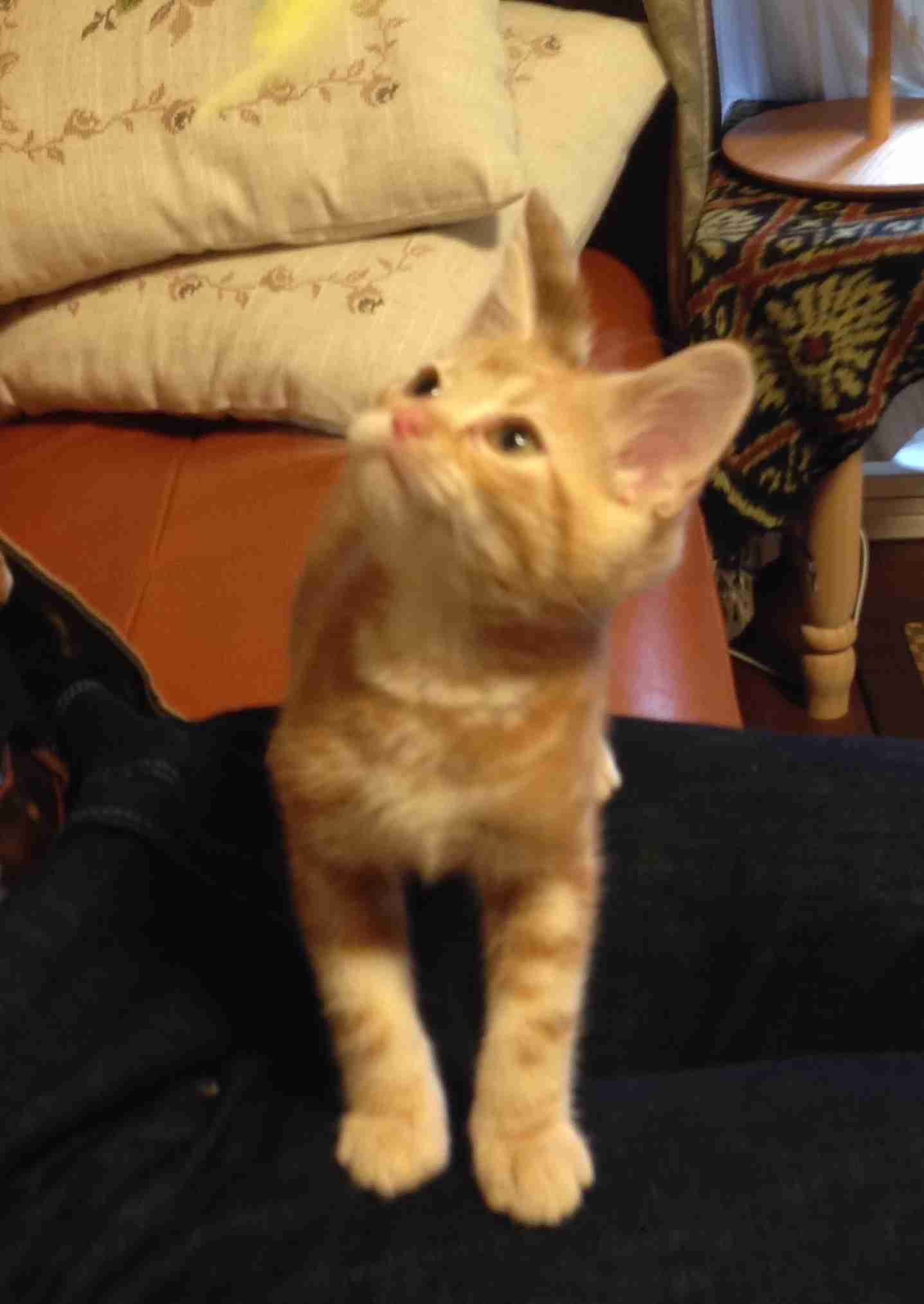 猫好きのための雑談