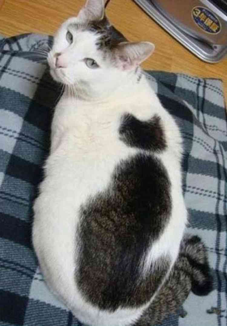 猫好きのための雑談