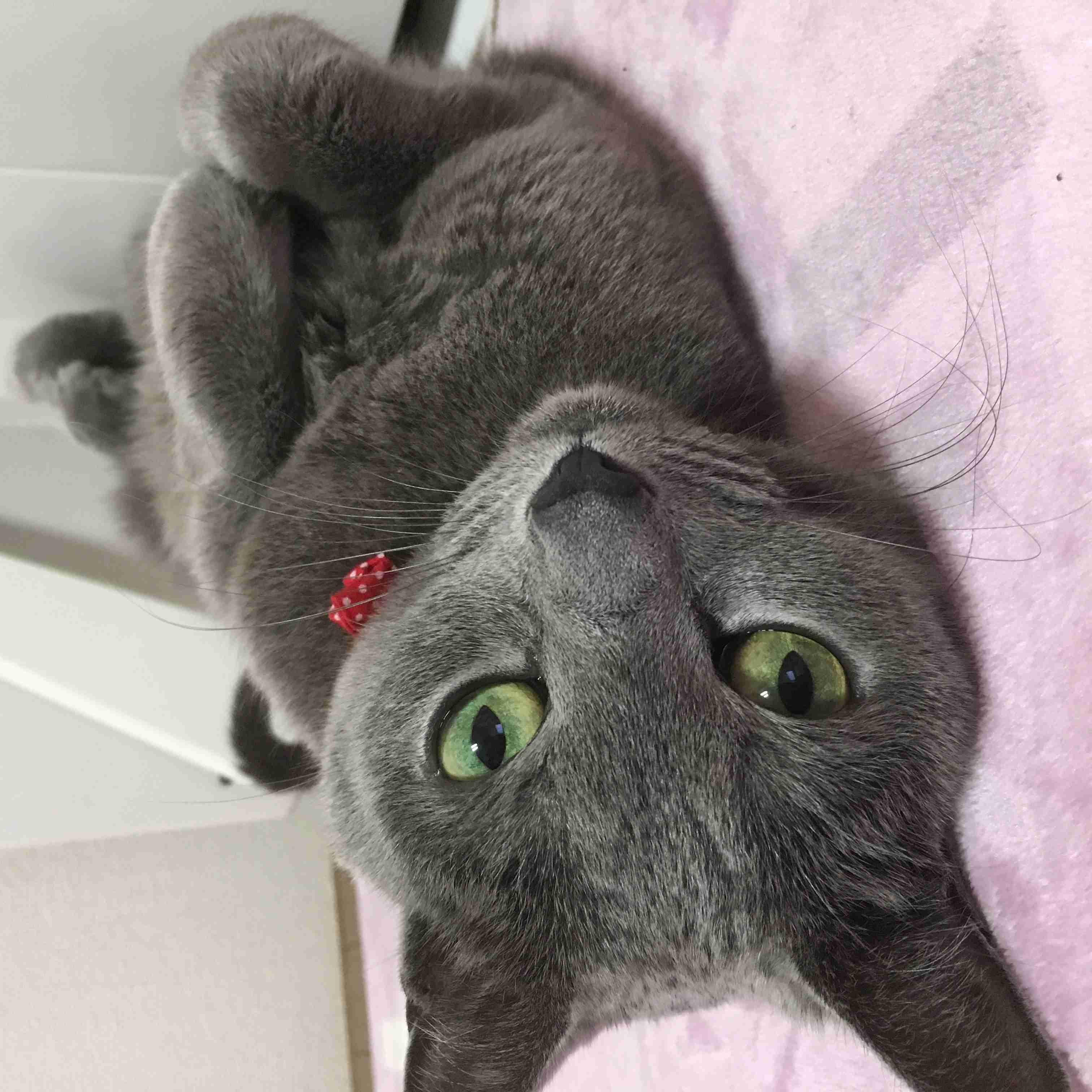 猫好きのための雑談