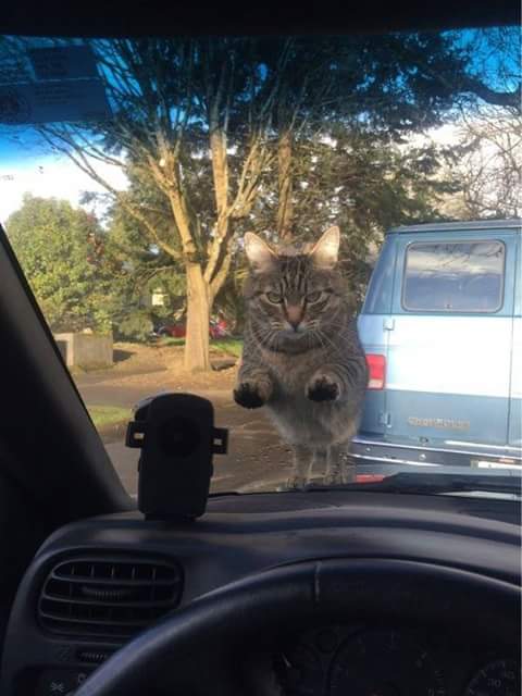 猫好きのための雑談
