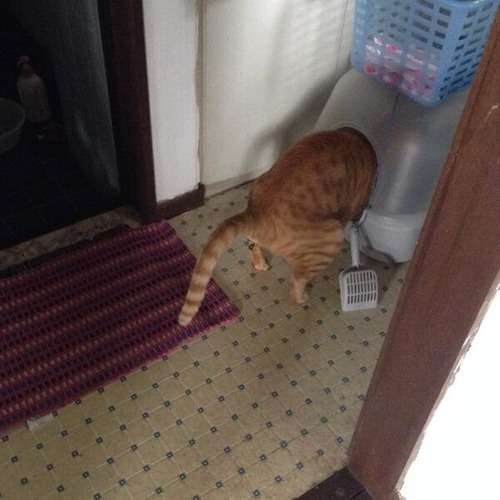 猫好きのための雑談