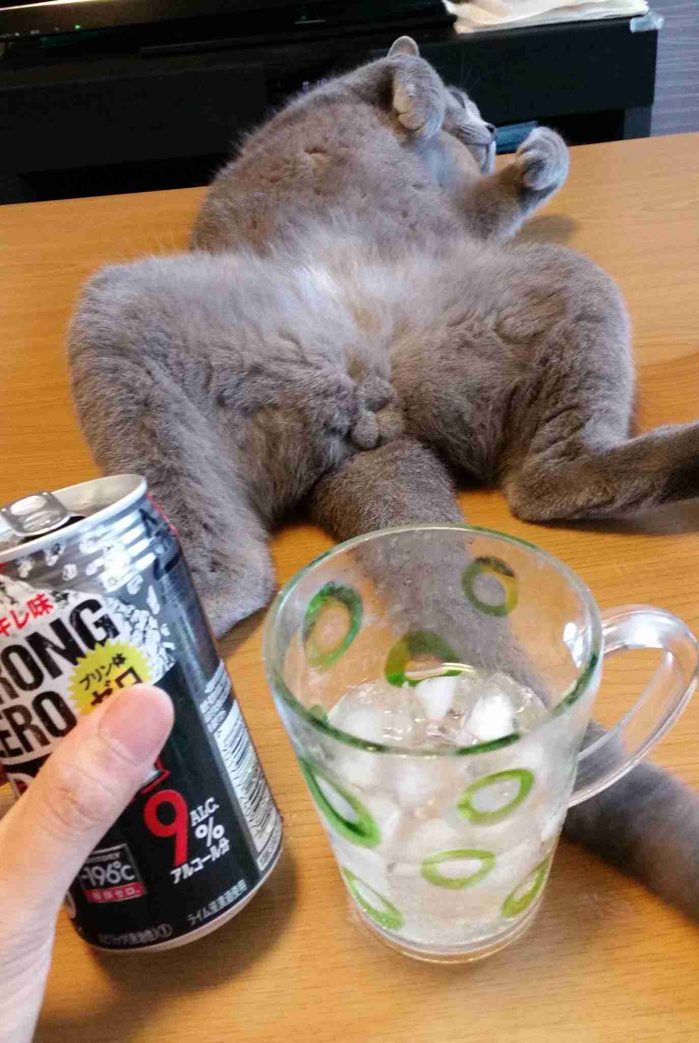 猫好きのための雑談