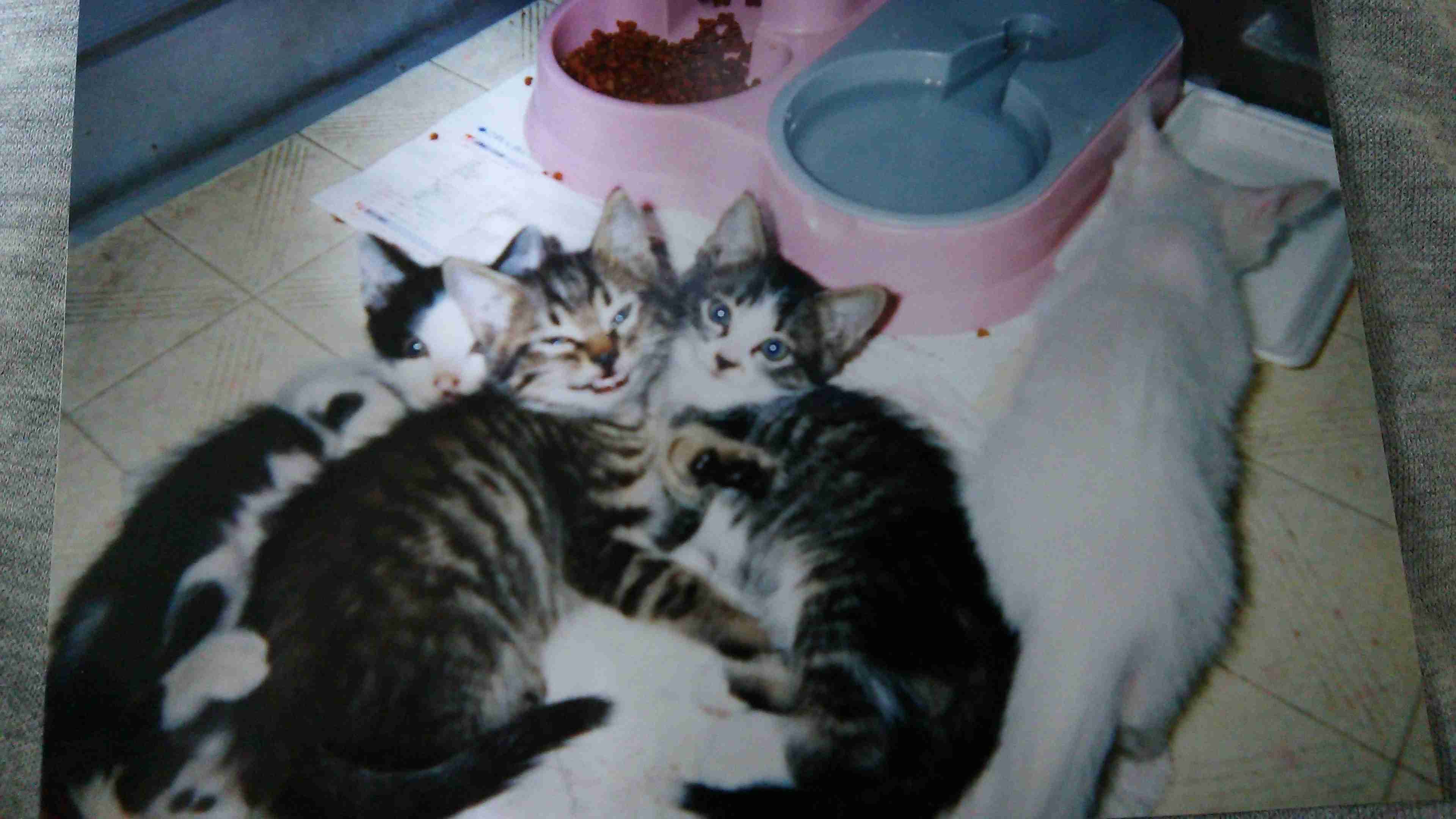 猫好きのための雑談