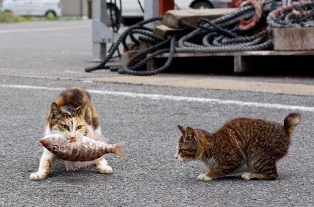猫好きのための雑談