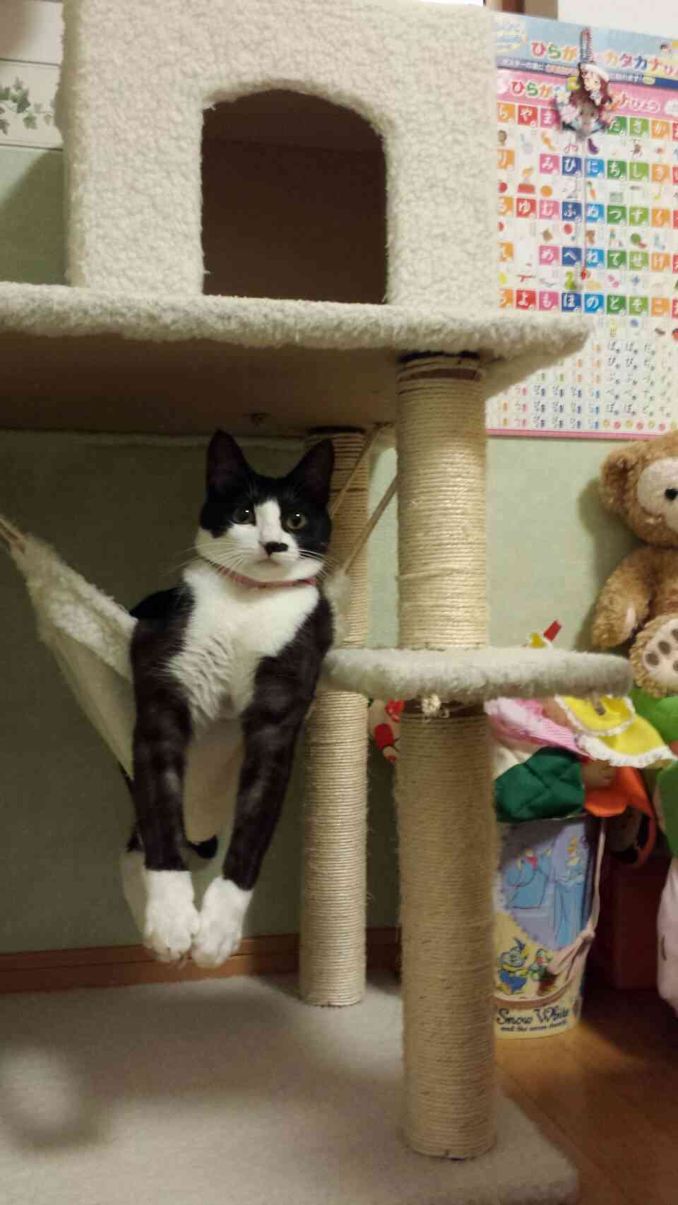 猫好きのための雑談