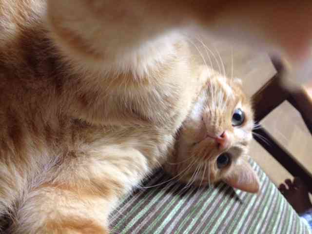 猫好きのための雑談