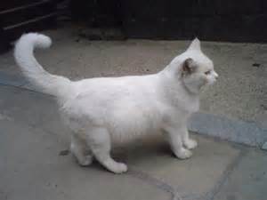 猫好きのための雑談