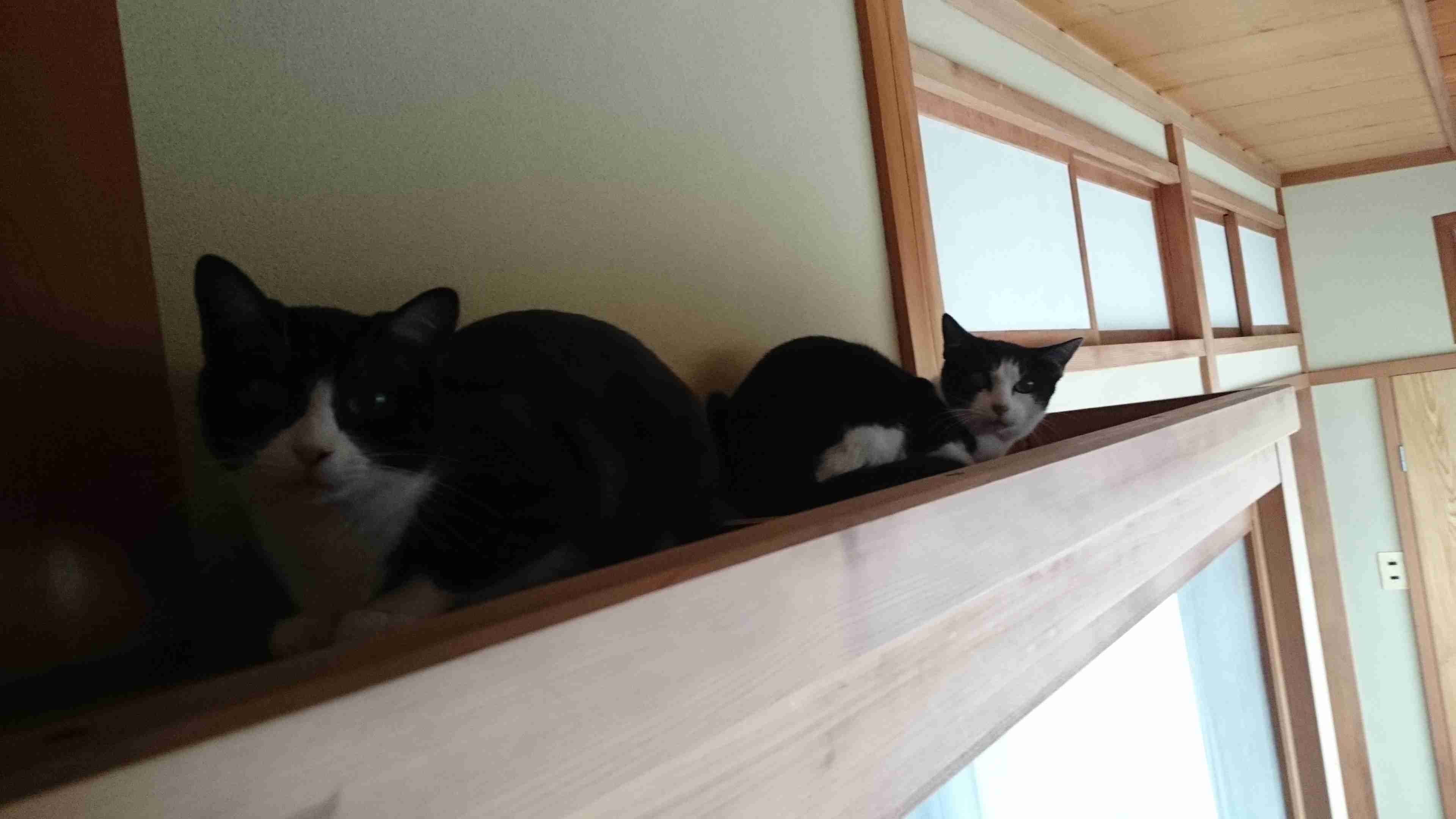 猫好きのための雑談
