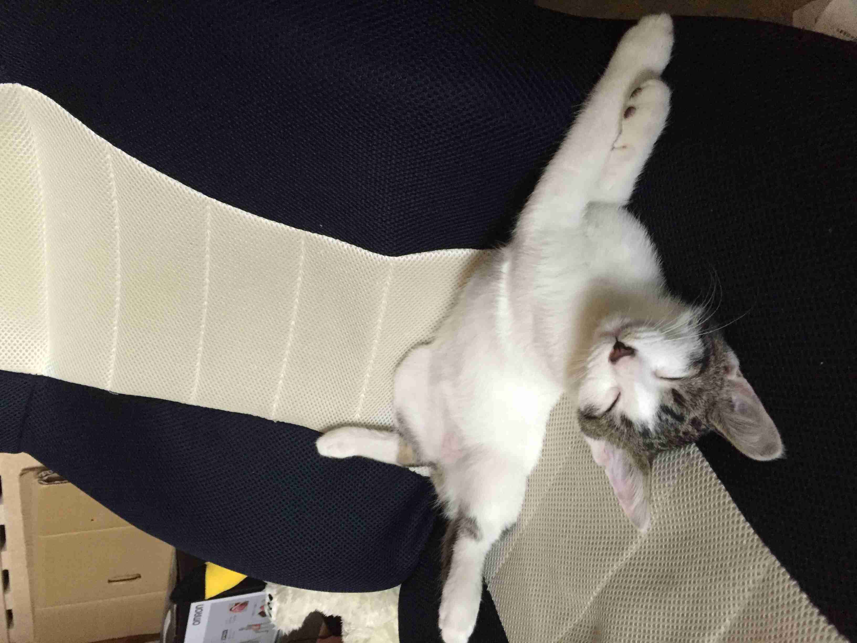 猫好きのための雑談