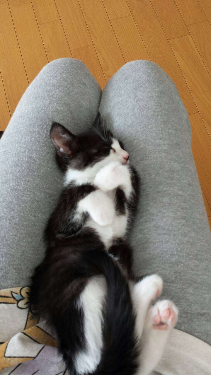 猫好きのための雑談
