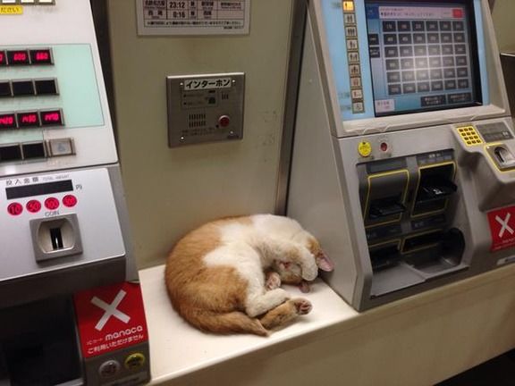 猫好きのための雑談