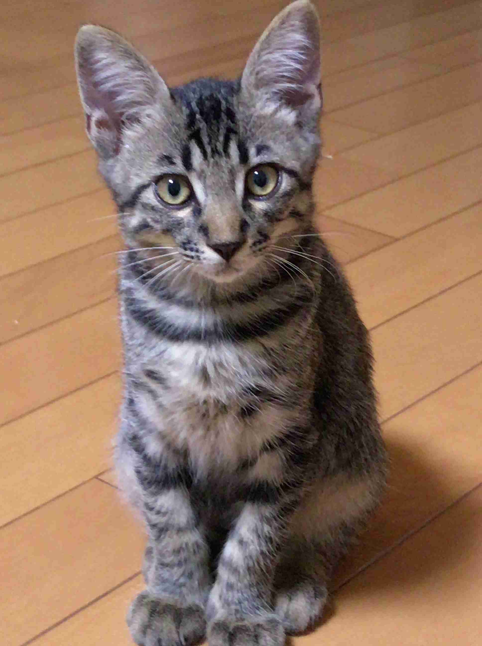 猫好きのための雑談