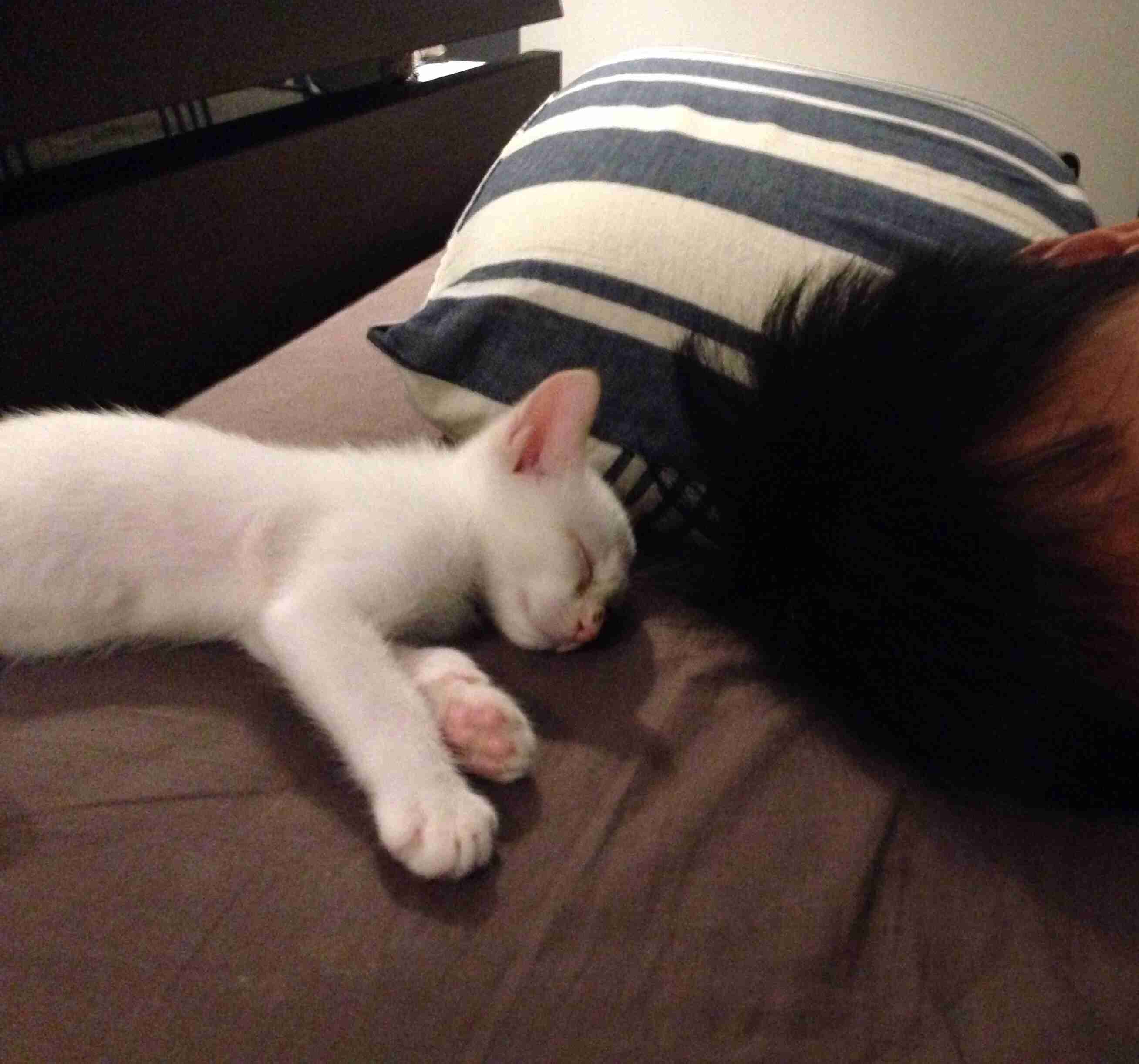 猫好きのための雑談