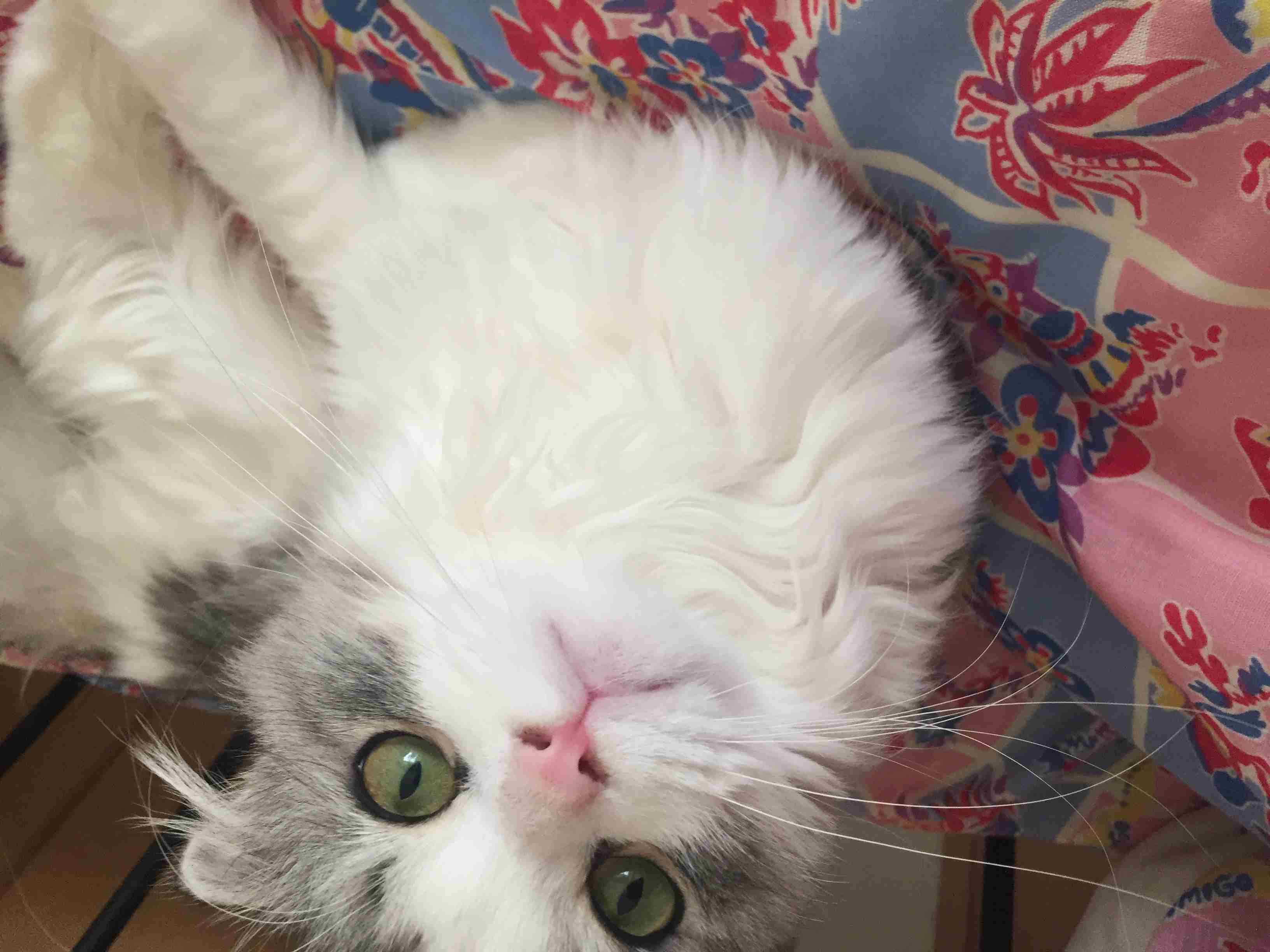 猫好きのための雑談