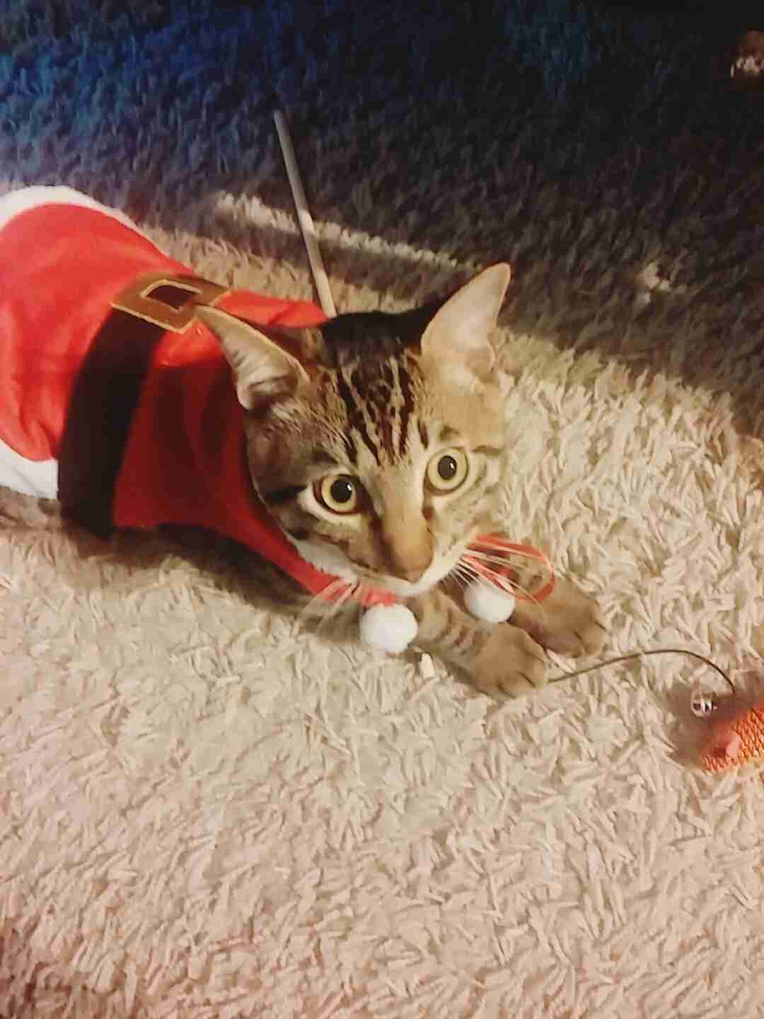 猫好きのための雑談