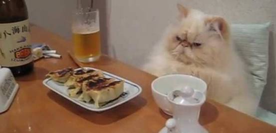 猫好きのための雑談