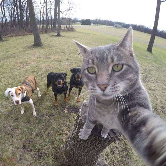 猫好きのための雑談